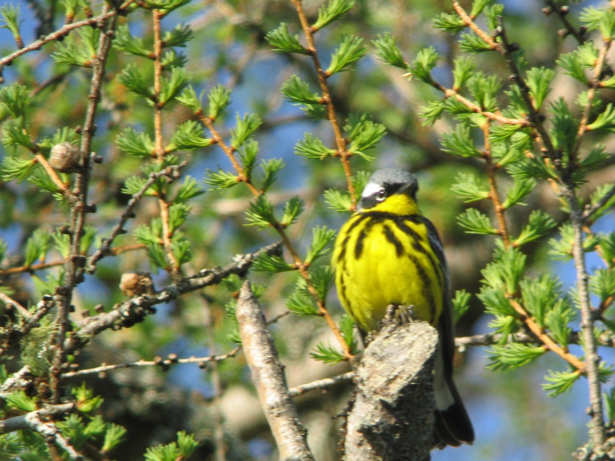 Magnolia Warbler - ML611997503