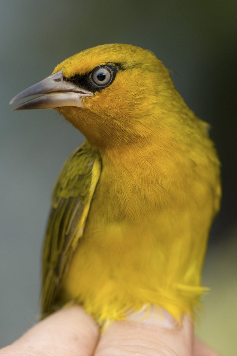 Spectacled Weaver (Black-throated) - ML611997524