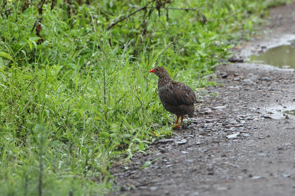 Scaly Spurfowl - Ohad Sherer