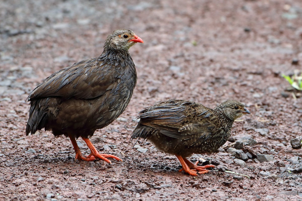 Scaly Spurfowl - Ohad Sherer