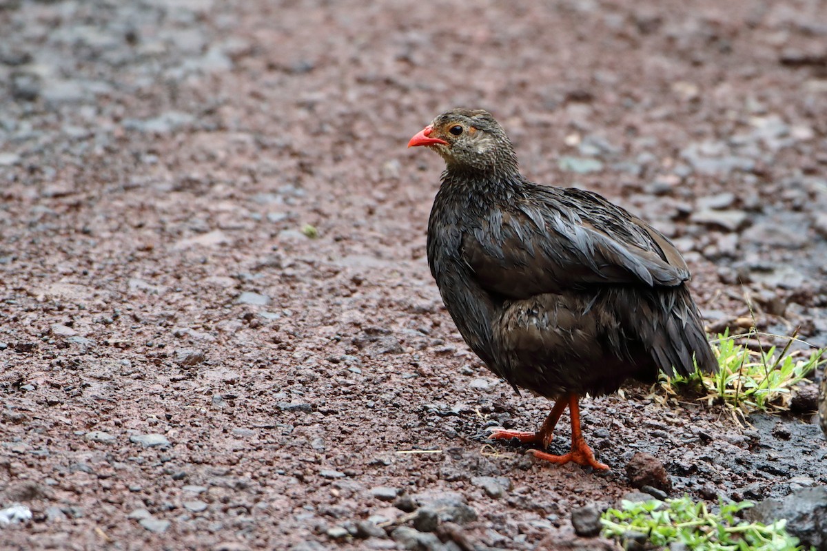 Scaly Spurfowl - ML611997540