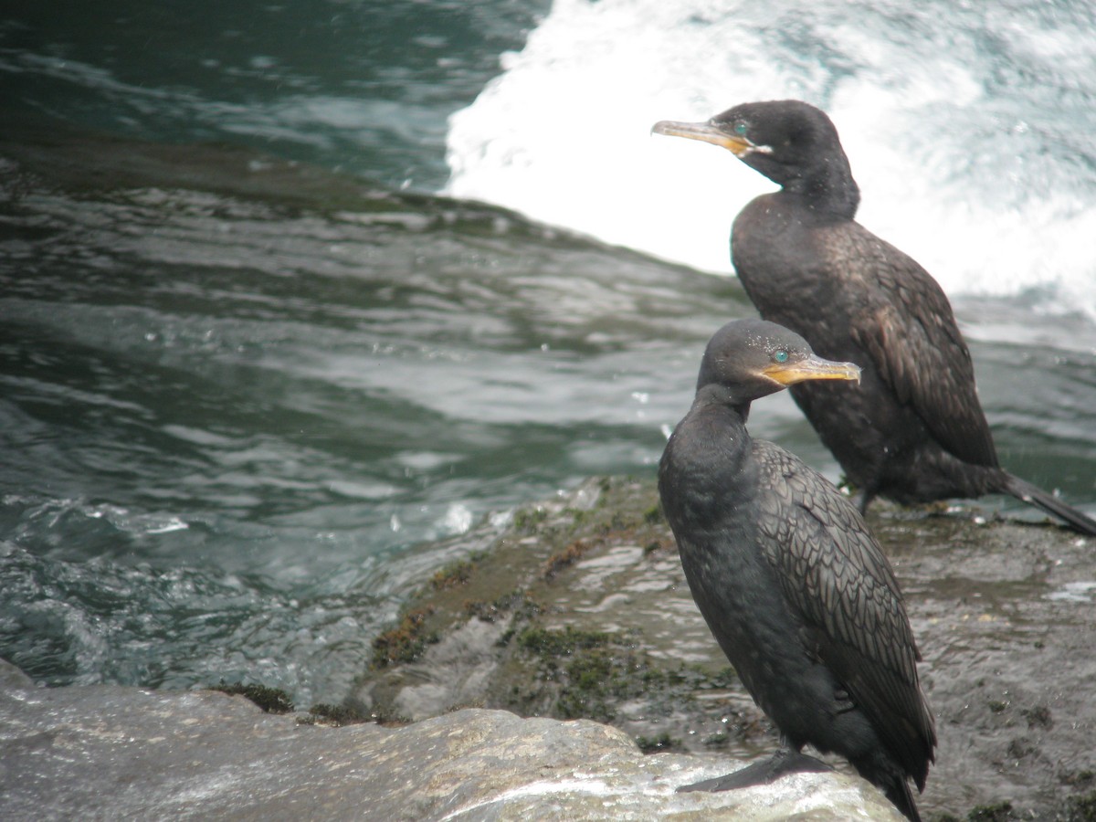 Neotropic Cormorant - ML611997551