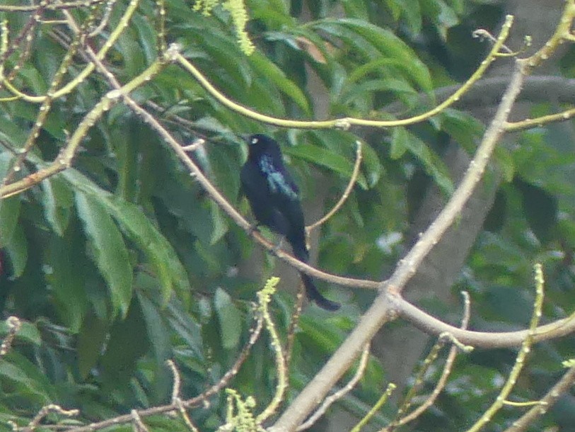 Drongo Crestudo (leucops/banggaiensis) - ML611997579