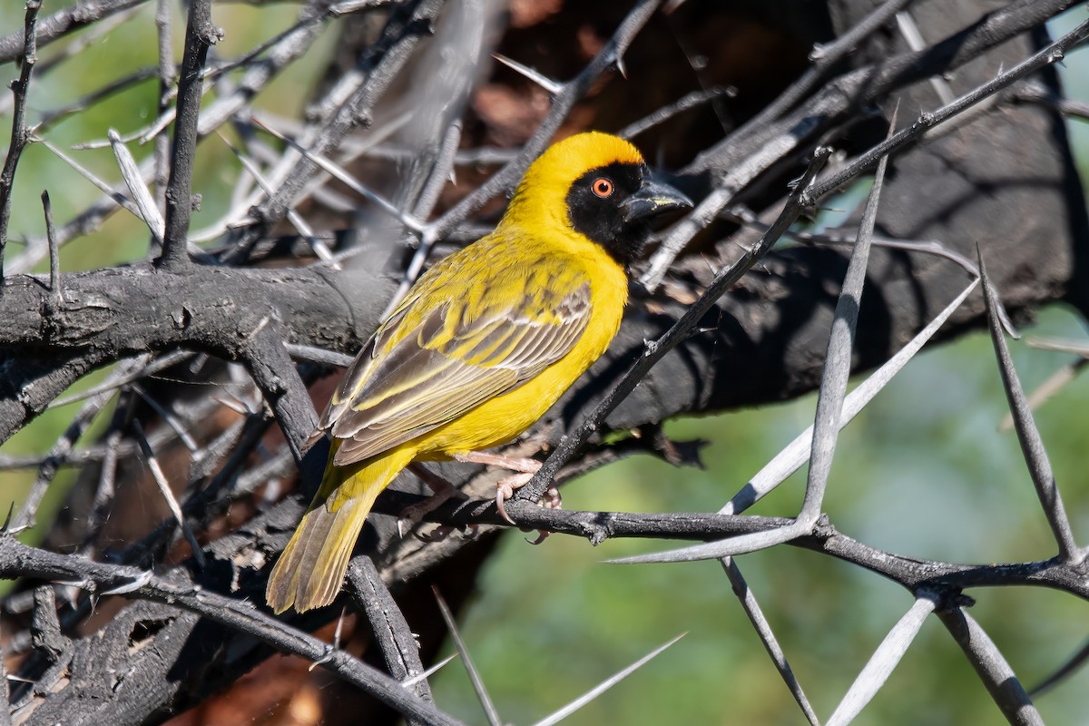 Southern Masked-Weaver - ML611997632