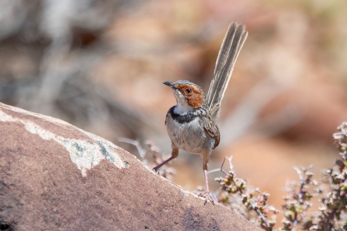 rustøreprinia - ML611997639