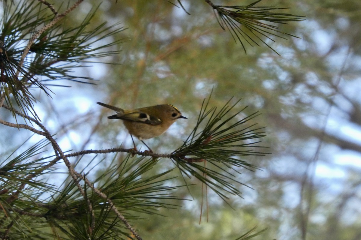 Goldcrest - ML611997647