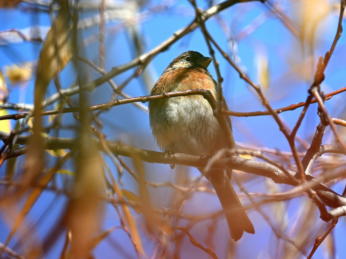 Three-banded Rosefinch - ML611997657