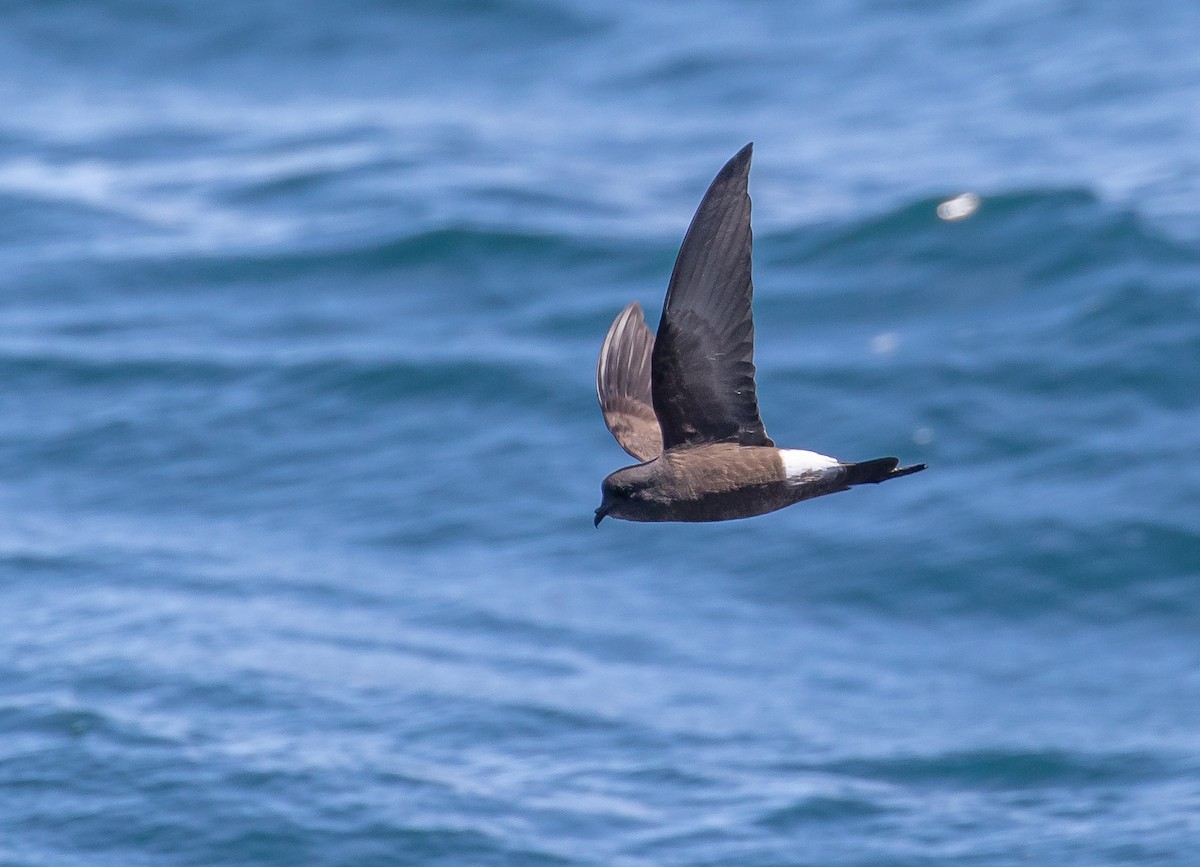 Wilson's Storm-Petrel - ML611997683