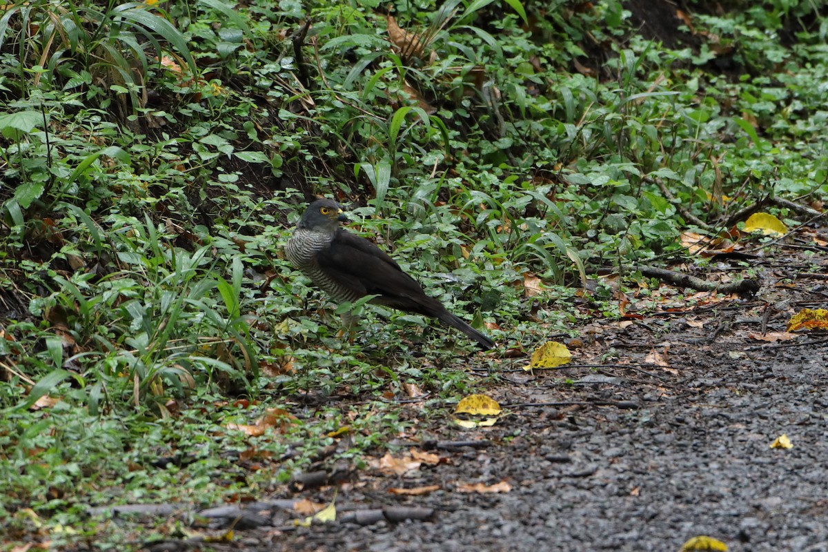 jestřáb tachiro (ssp. sparsimfasciatus) - ML611997727