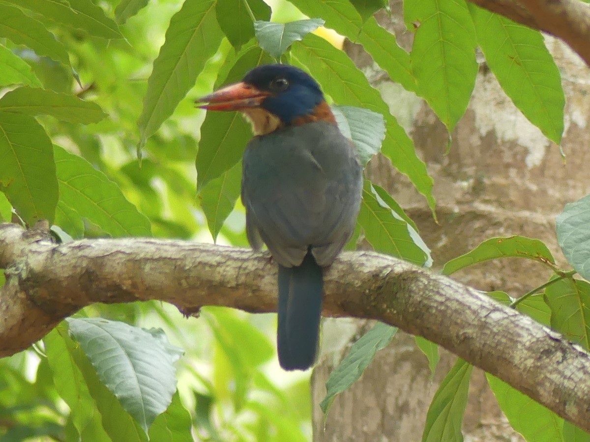 ledňáček modrohlavý (ssp. monachus) - ML611997734