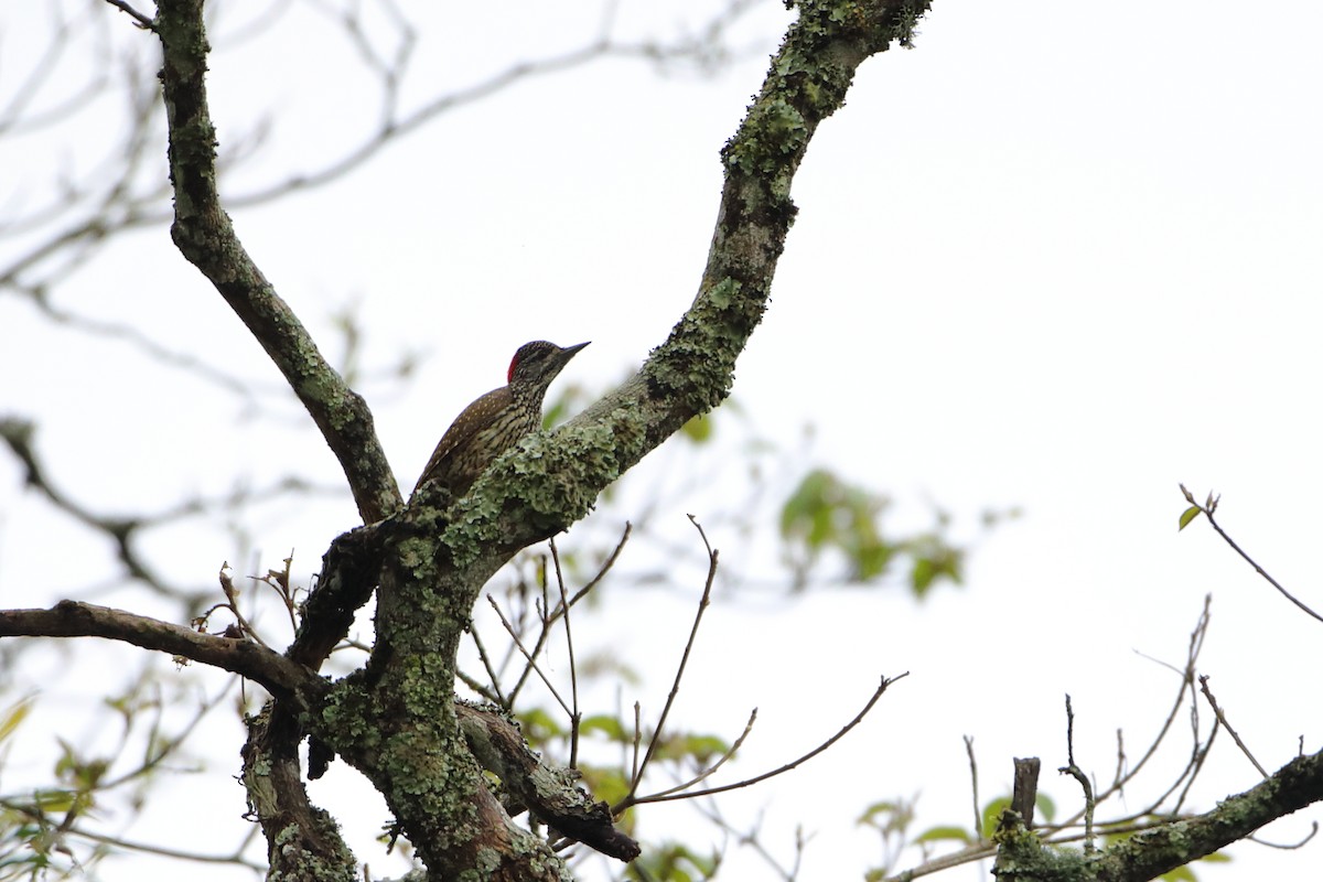 Golden-tailed Woodpecker (Golden-tailed) - ML611997760