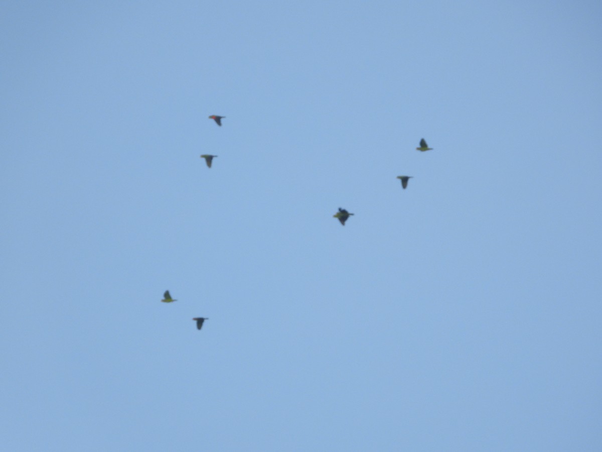 White-fronted Parrot - ML611997937