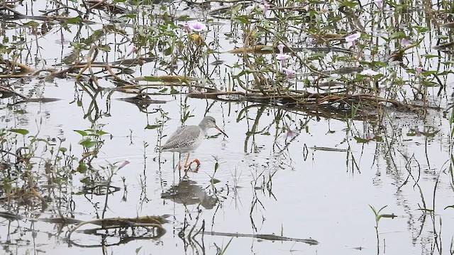 Spotted Redshank - ML611997984