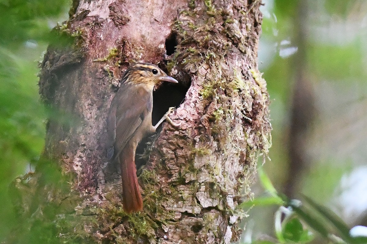 Bahia Treehunter (undescribed form) - ML611998051