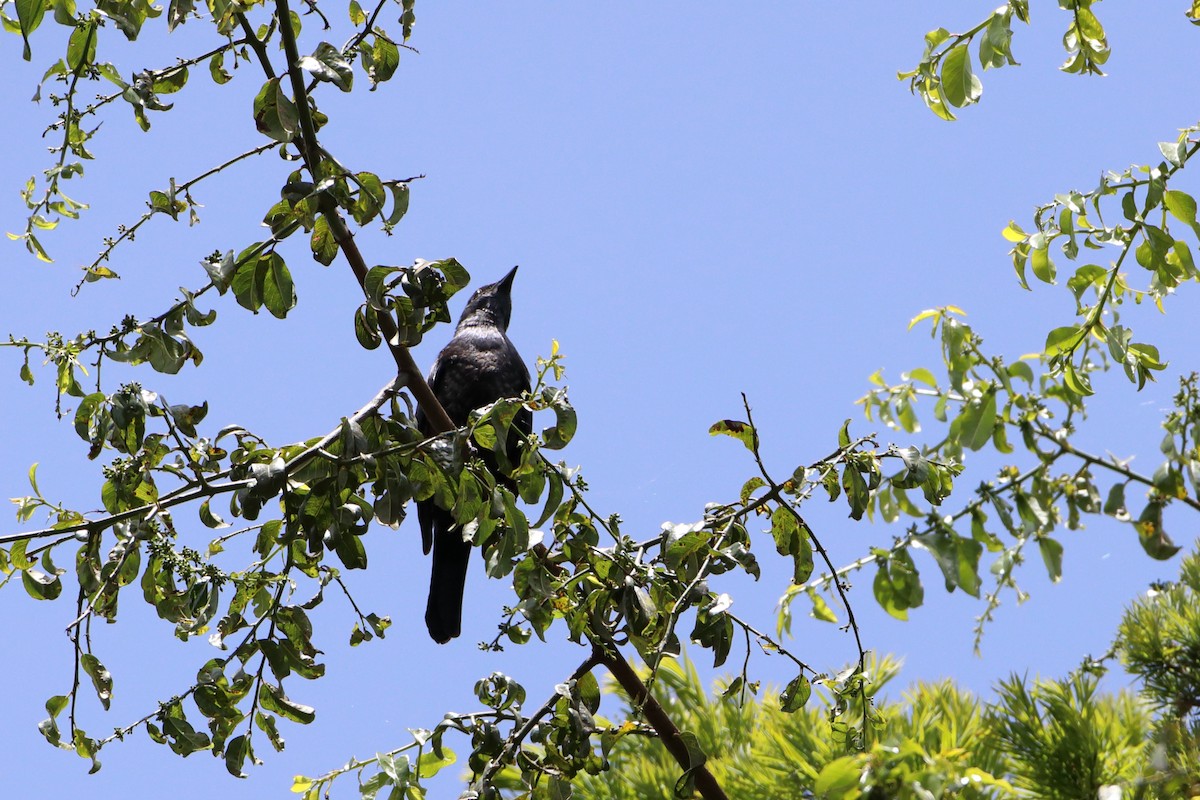 Waller's Starling (Waller's) - ML611998132