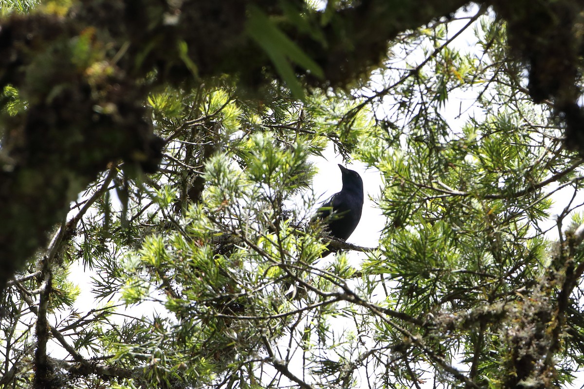 Waller's Starling (Waller's) - ML611998133