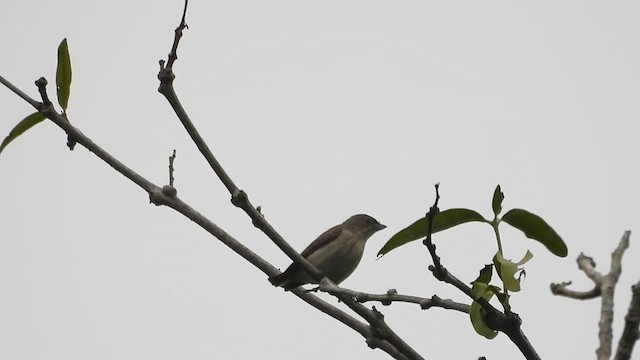 Thick-billed Flowerpecker - ML611998167