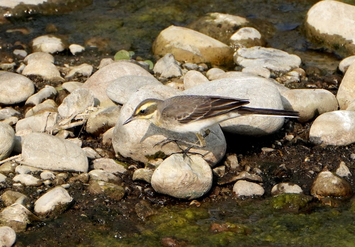 Eastern Yellow Wagtail (Green-headed) - ML611998186