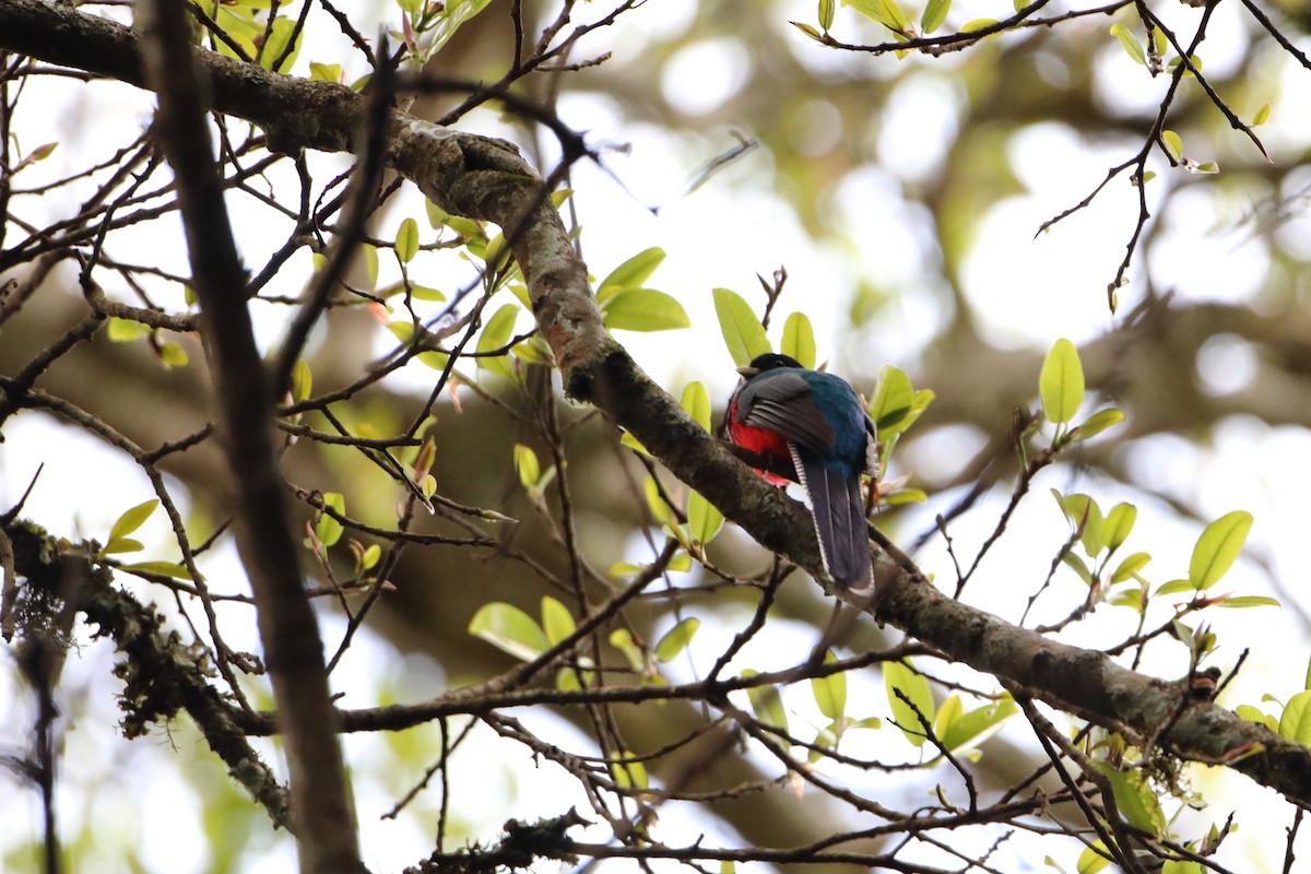 Çizgili Kuyruklu Trogon - ML611998227