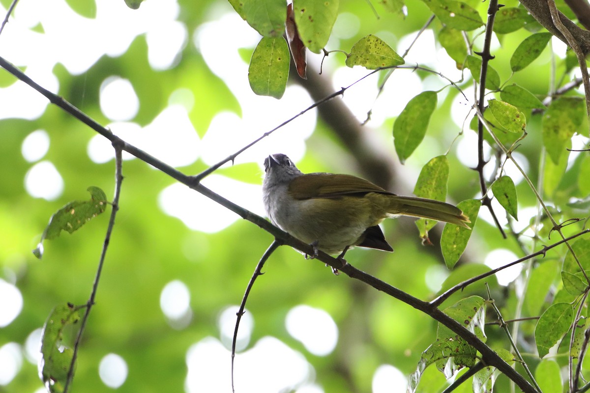 Eastern Mountain Greenbul (Mountain) - Ohad Sherer