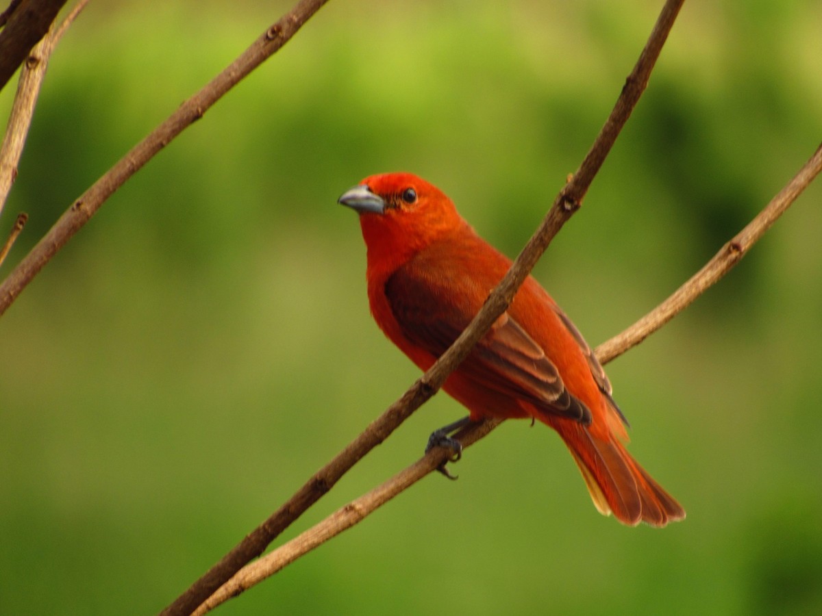 Hepatic Tanager - ML611998433