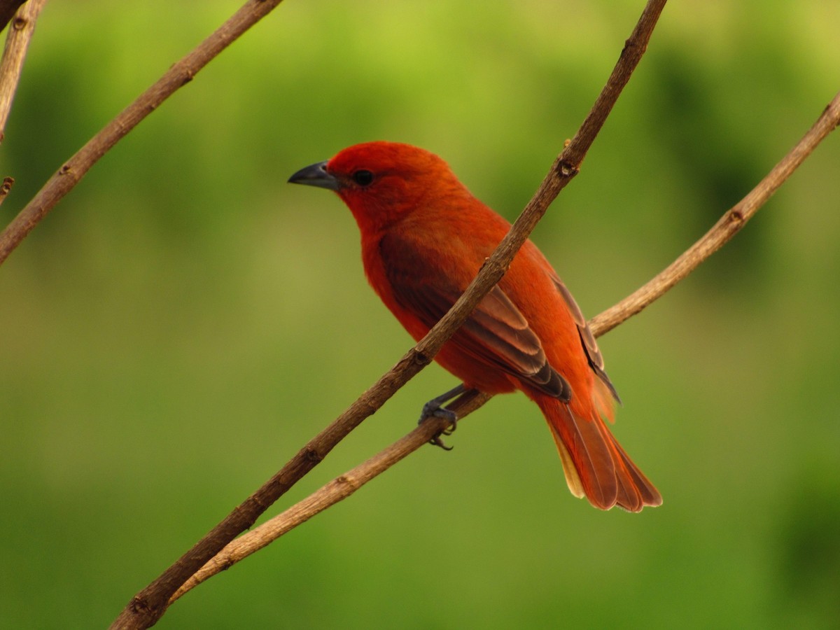 Hepatic Tanager - ML611998435