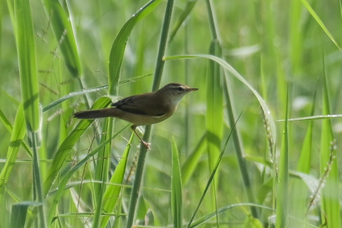 Paddyfield Warbler - ML611998475