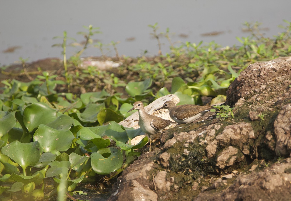 Common Sandpiper - Abhijeet  Avate