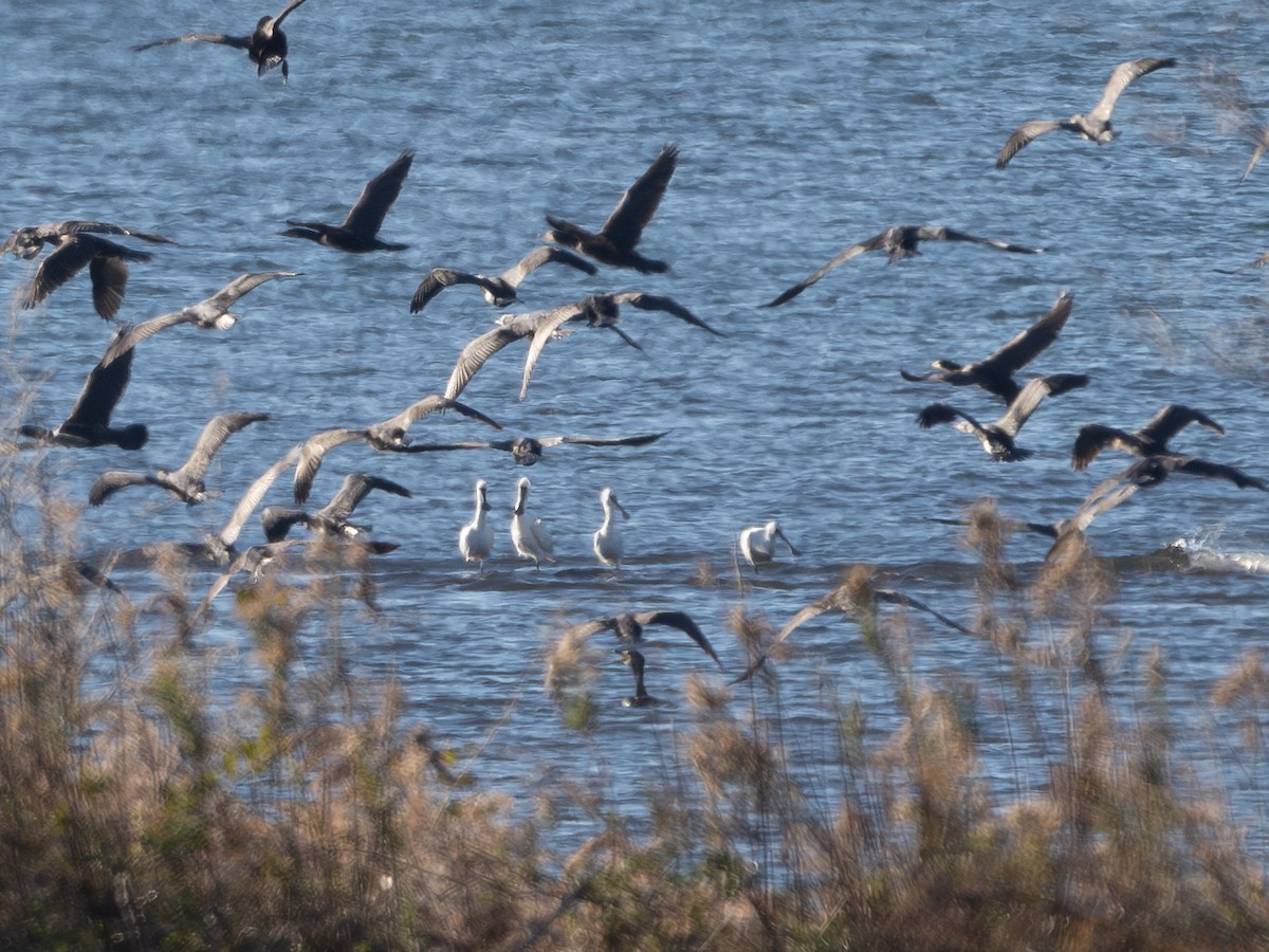 Black-faced Spoonbill - ML611998555