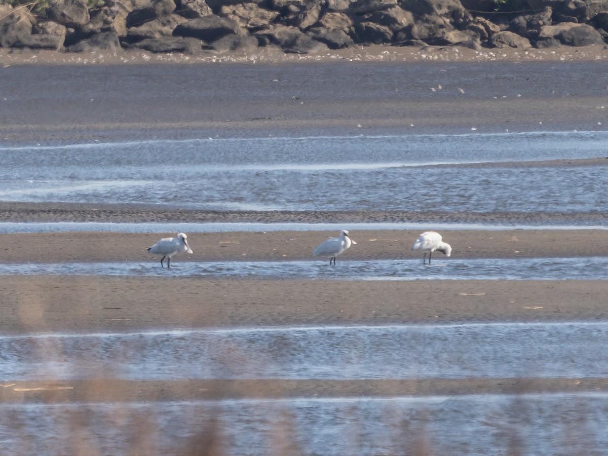 Black-faced Spoonbill - ML611998580