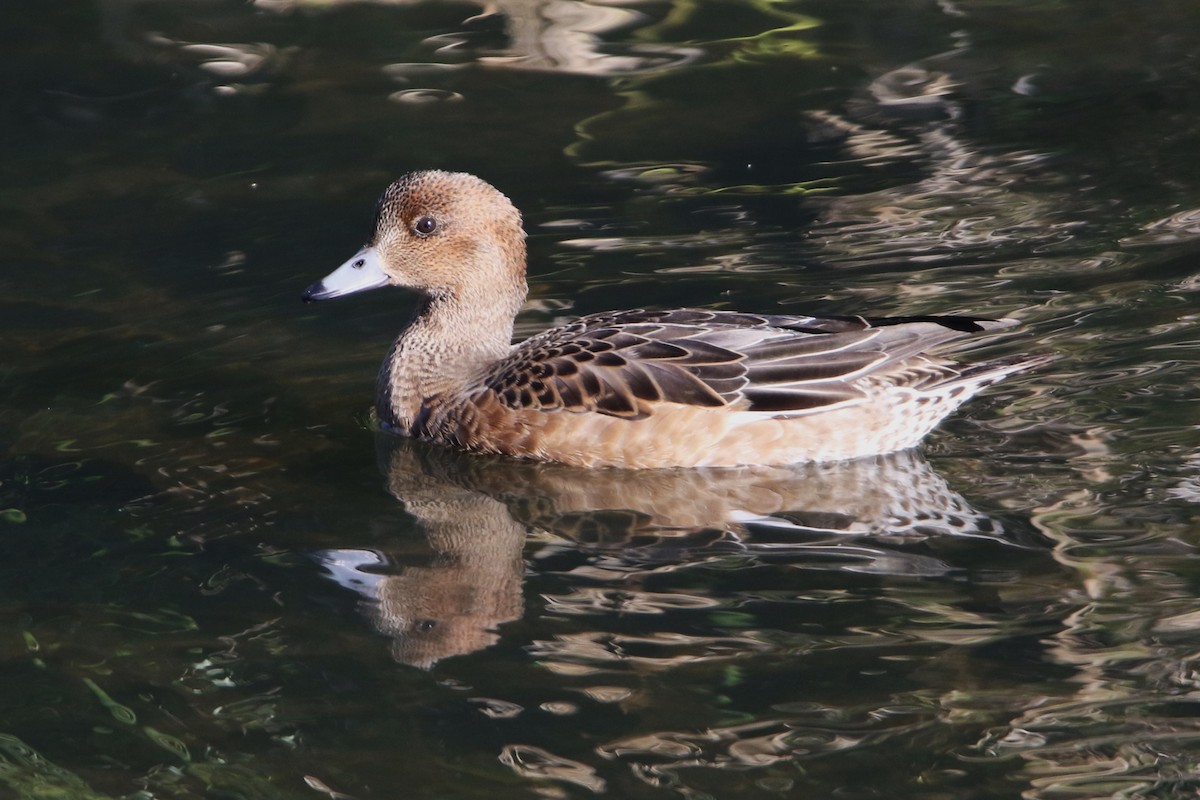 Eurasian Wigeon - ML611998690