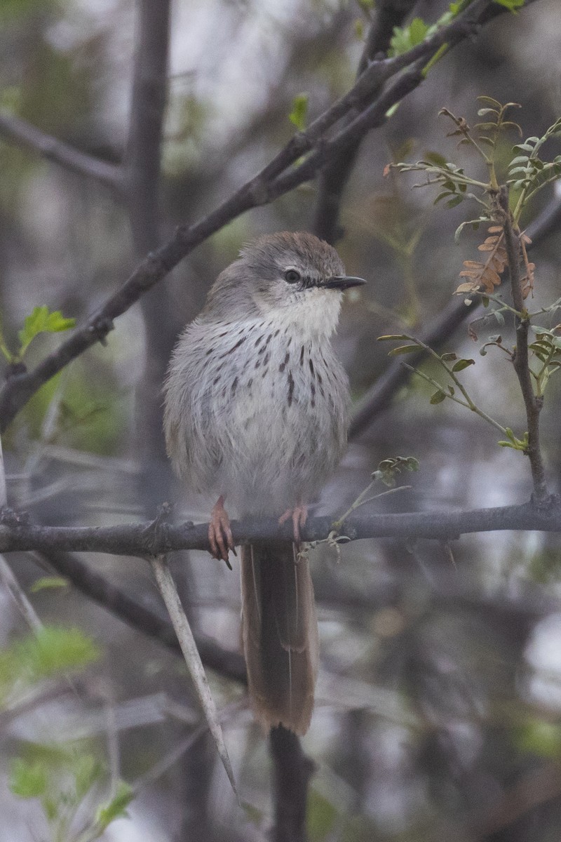 Namaqua Warbler - ML611998722