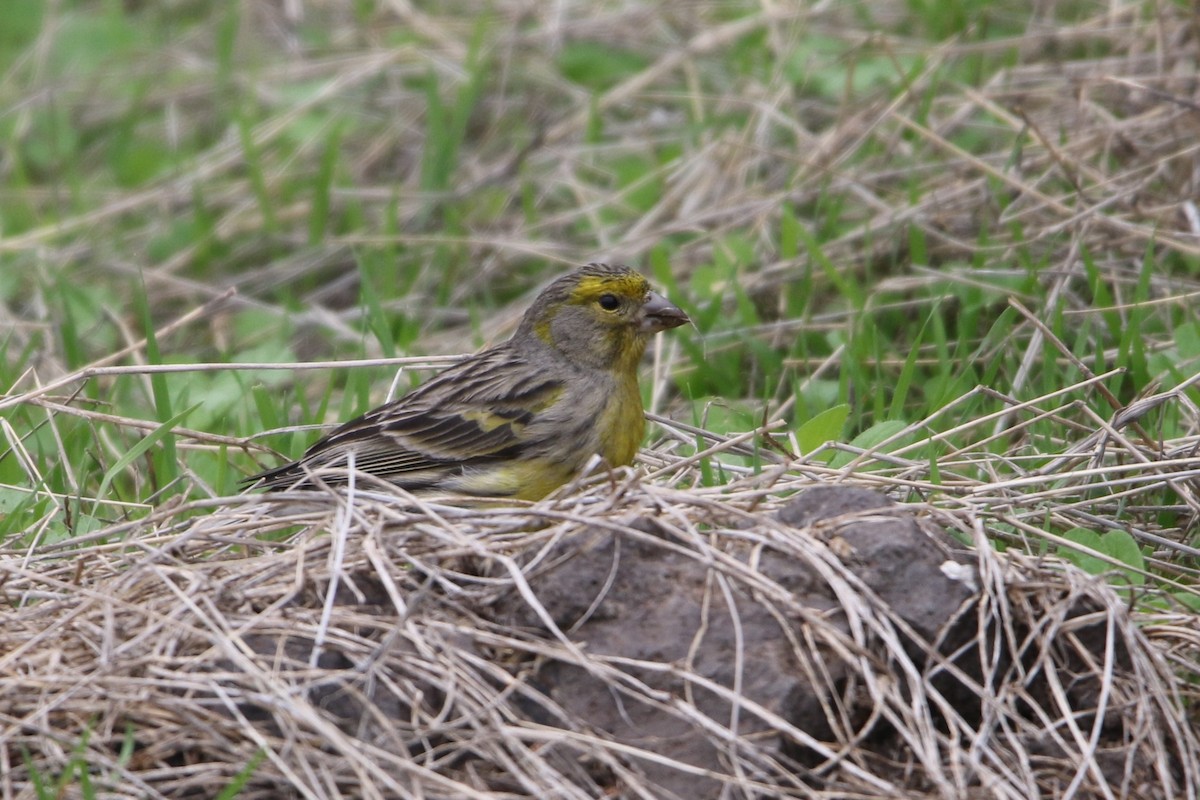 Island Canary - Mathieu Franzkeit