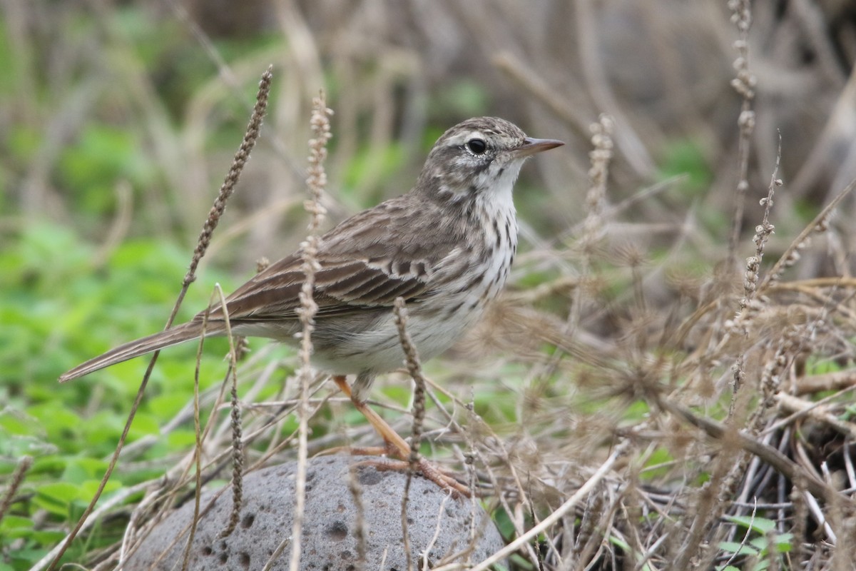 Berthelot's Pipit - ML611998742