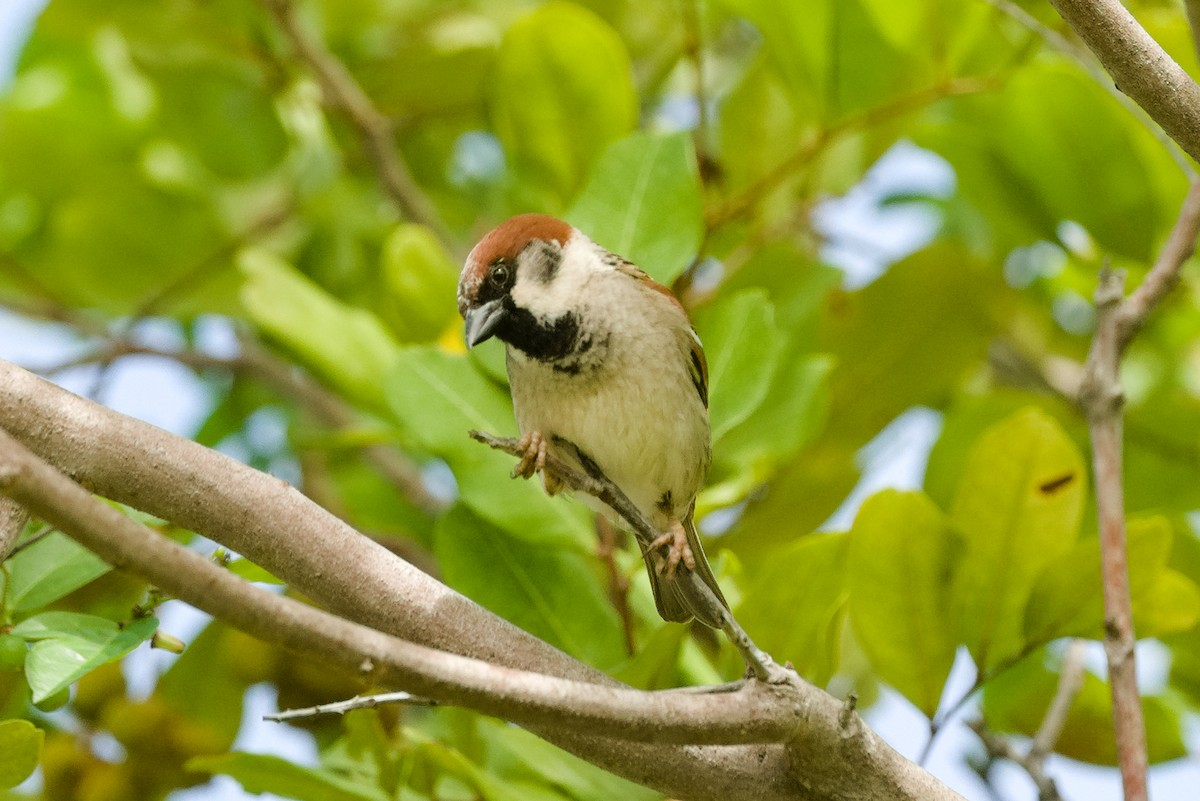 House x Eurasian Tree Sparrow (hybrid) - ML611998770