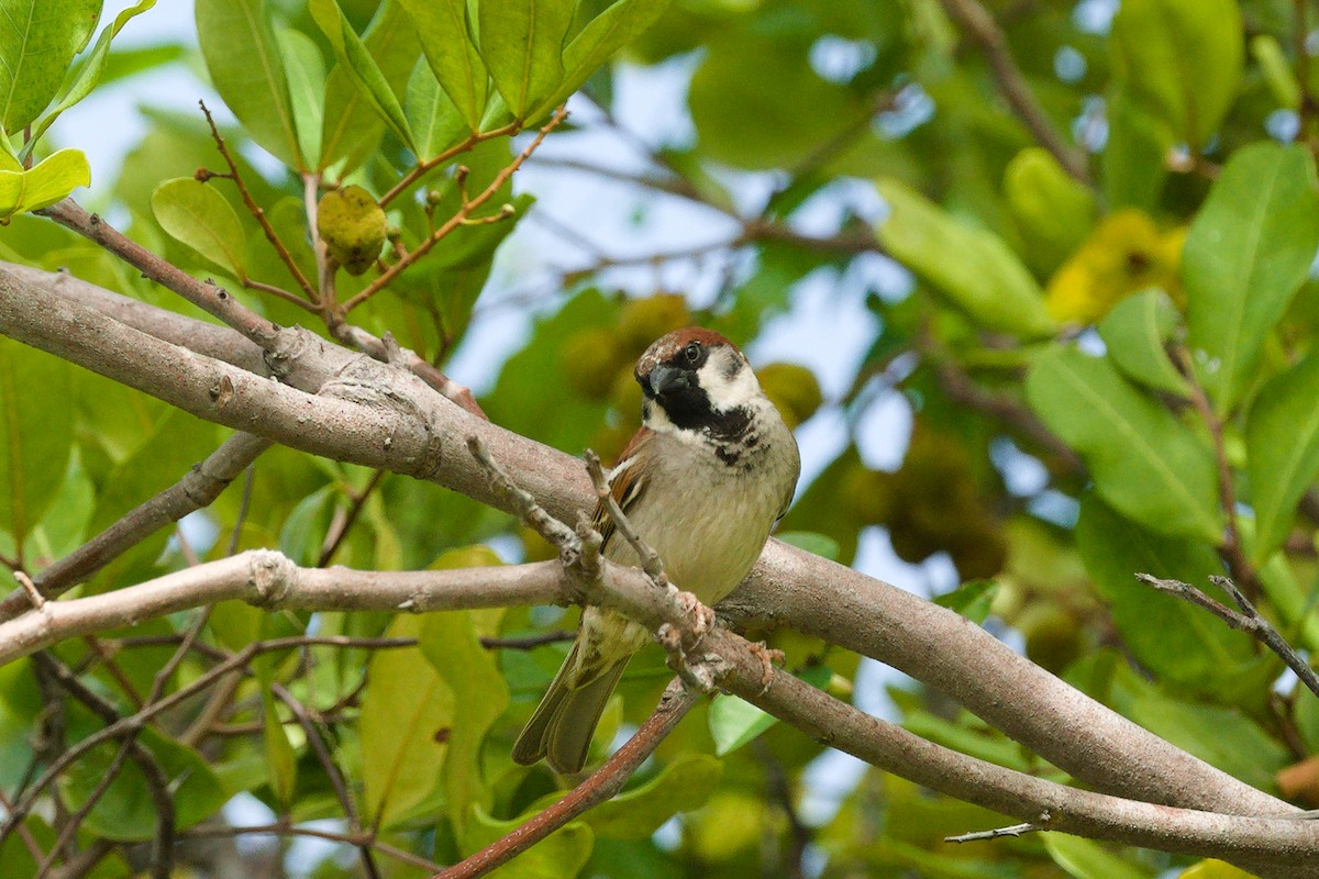 House x Eurasian Tree Sparrow (hybrid) - Norman Jackson