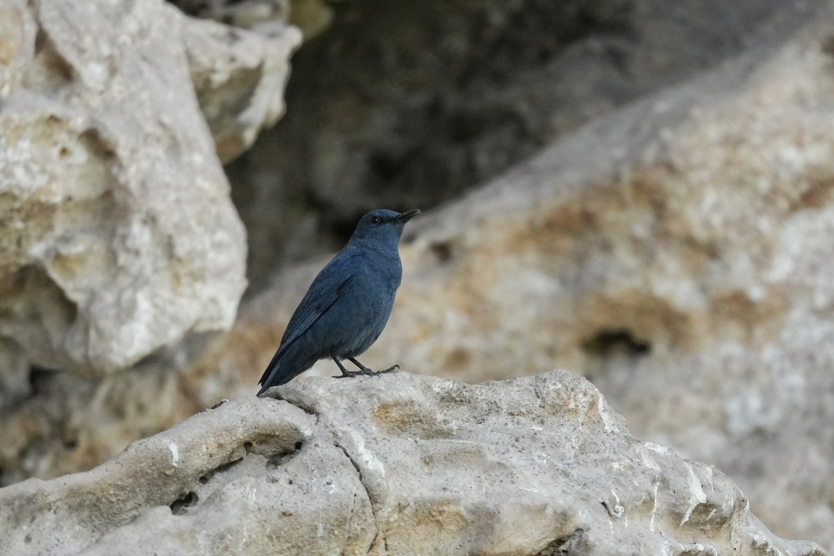 Blue Rock-Thrush - ML611998786
