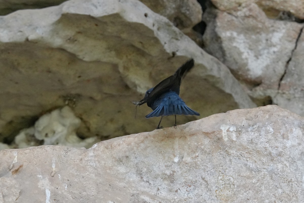 Blue Rock-Thrush - ML611998789