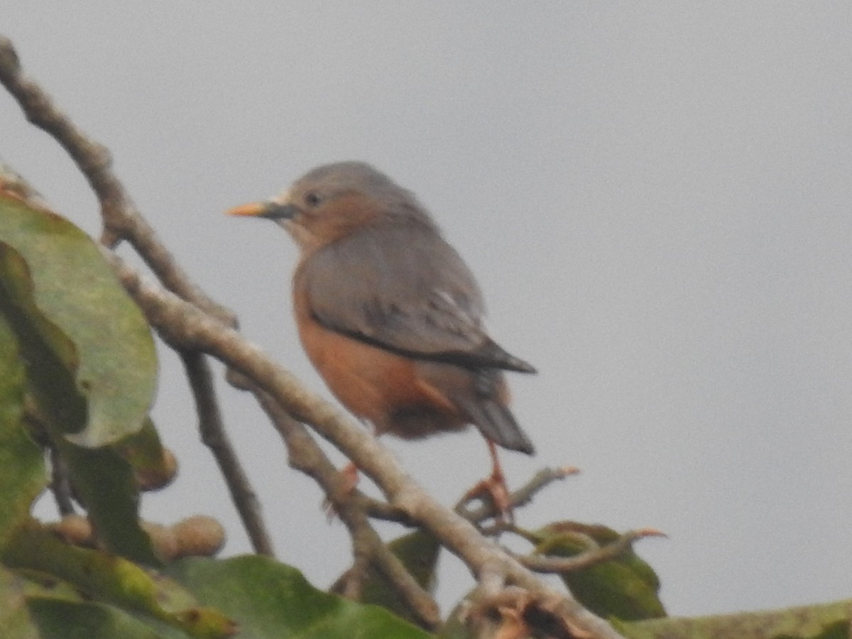 Chestnut-tailed Starling - ML611998822