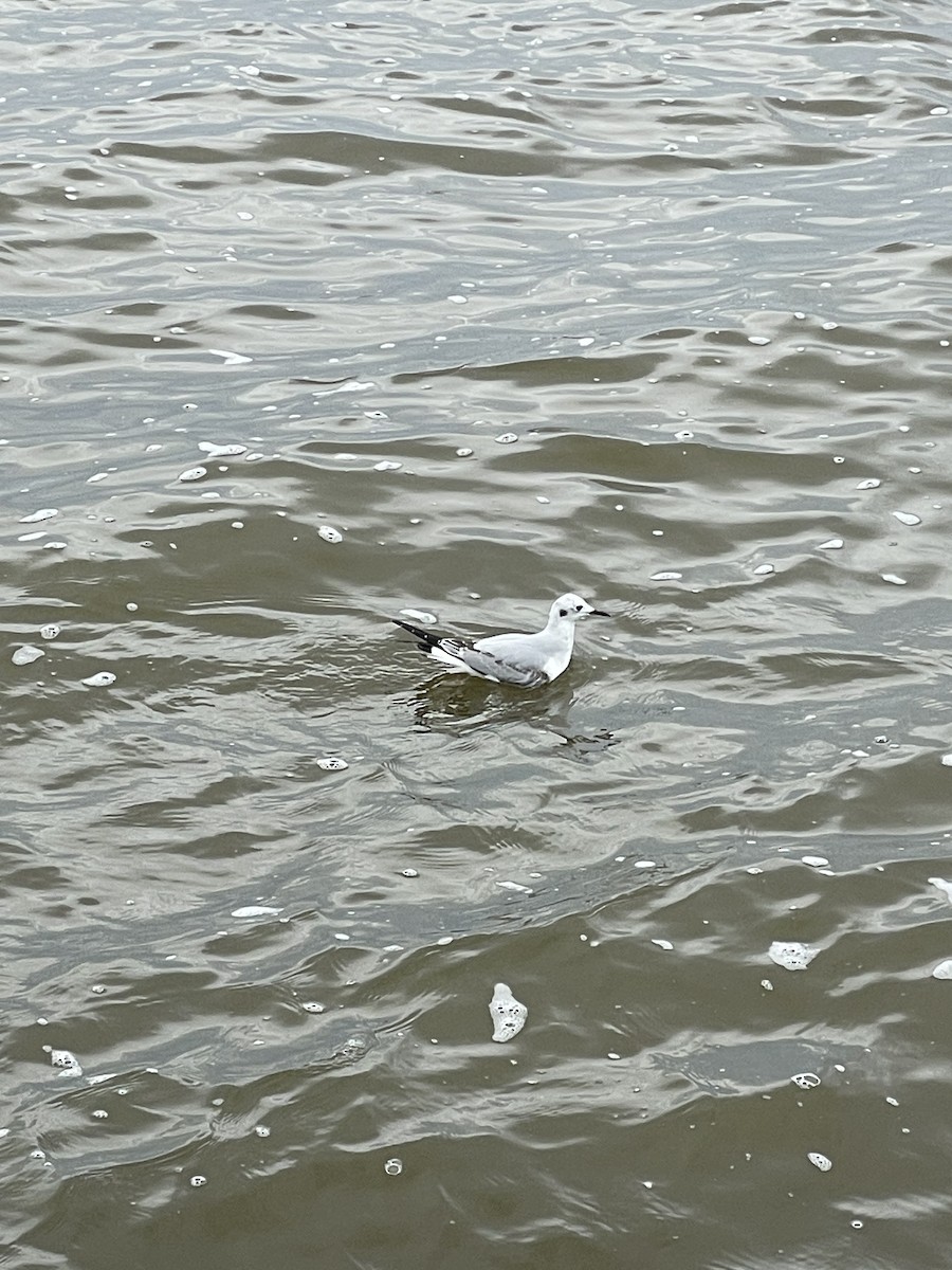 Bonaparte's Gull - ML611998893