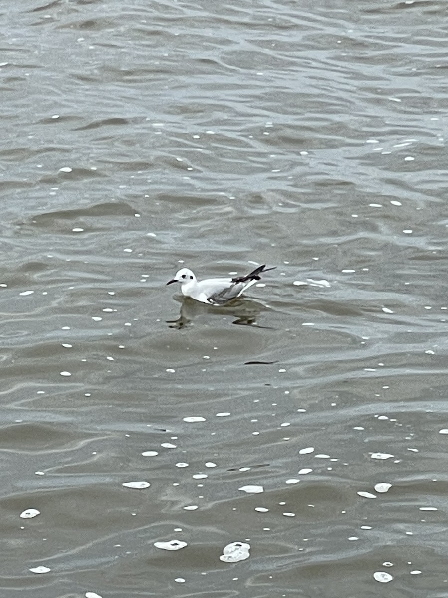 Bonaparte's Gull - ML611998894