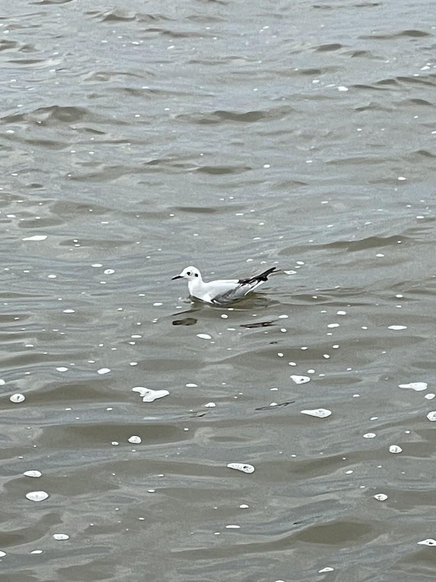 Mouette de Bonaparte - ML611998895