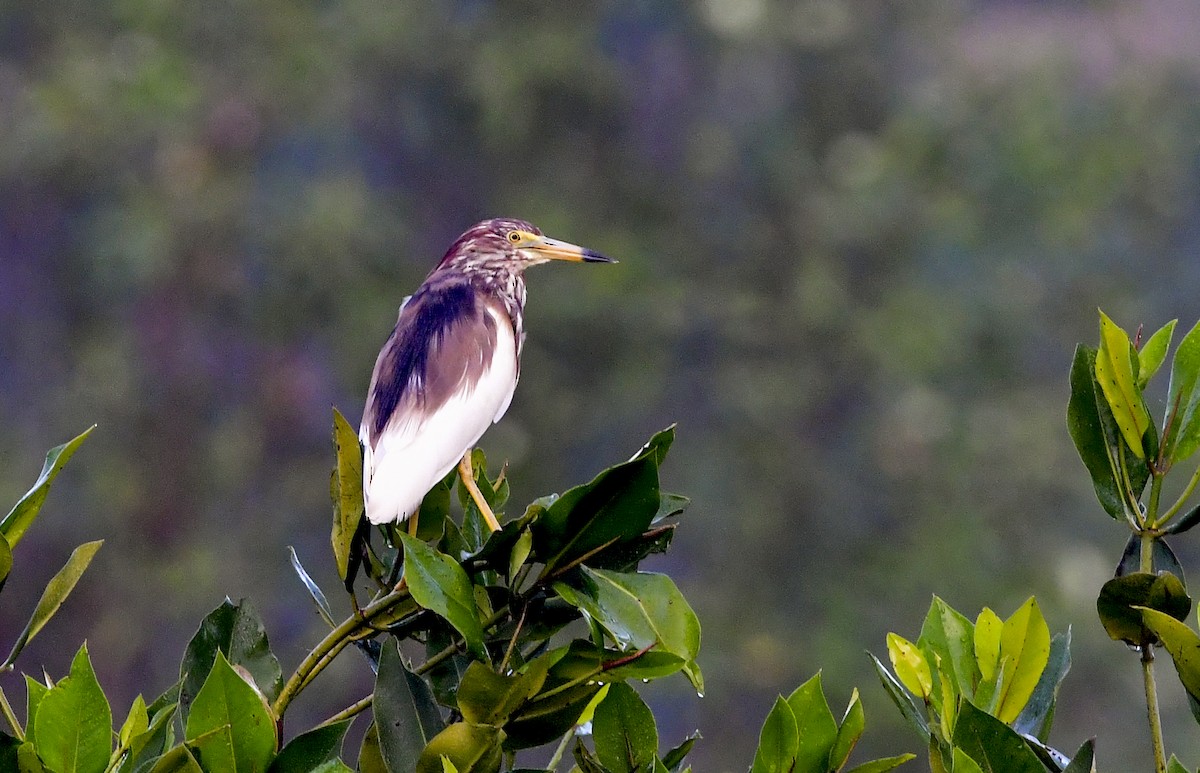 Chinese Pond-Heron - ML611998955