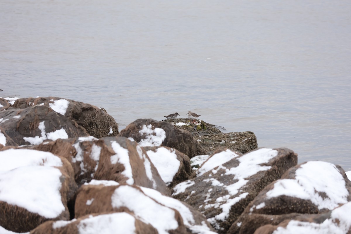 Purple Sandpiper - ML611998996