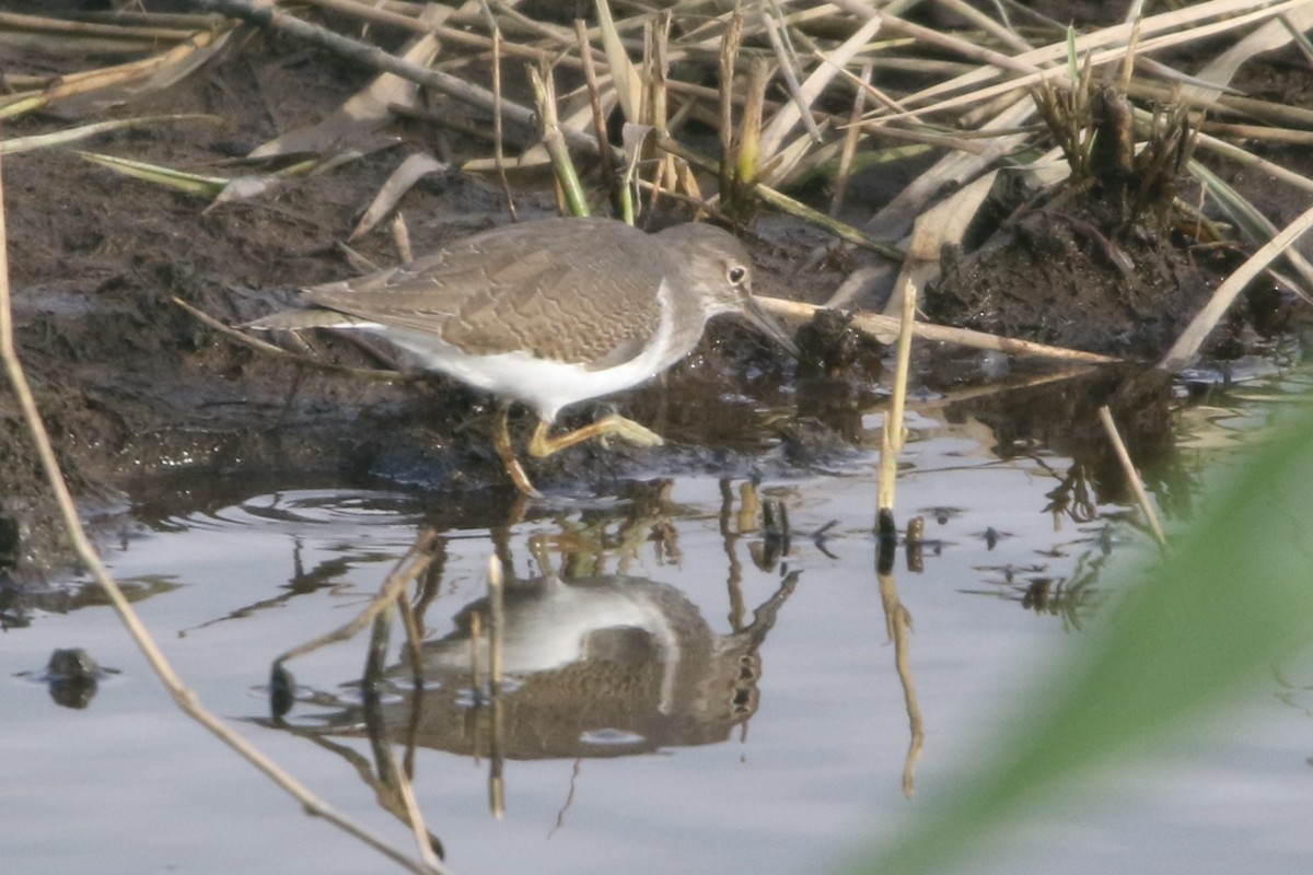 Common Sandpiper - Mathieu Franzkeit