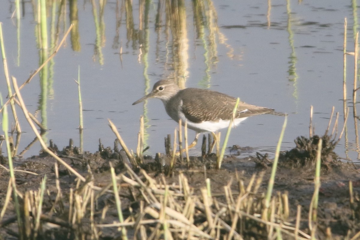 Common Sandpiper - ML611999029