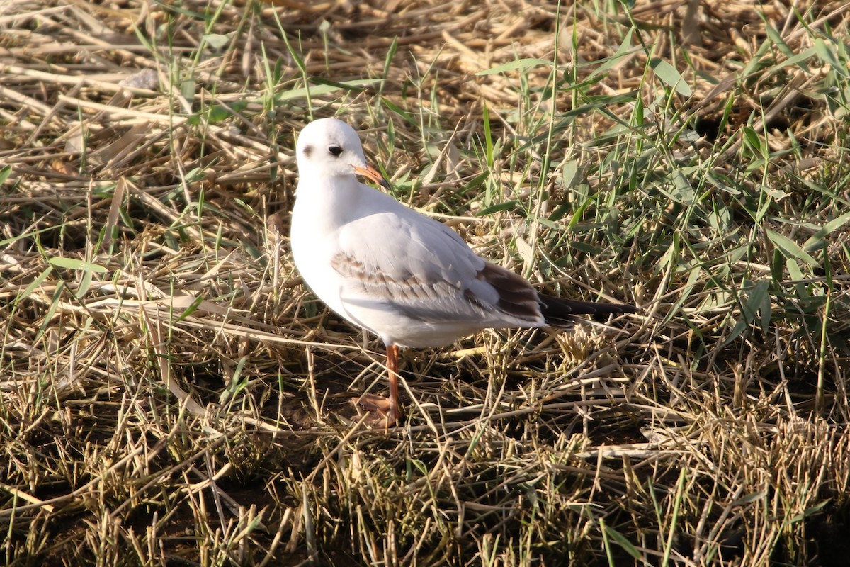 Black-headed Gull - ML611999032