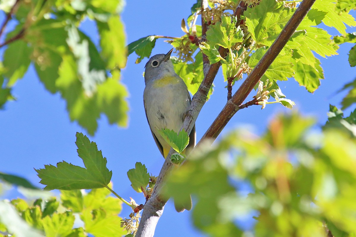 Virginia's Warbler - Richard Fray