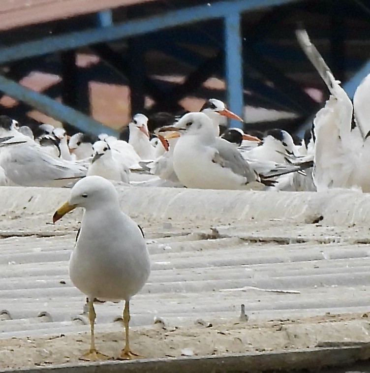 Gaviota Cabecigrís - ML611999180