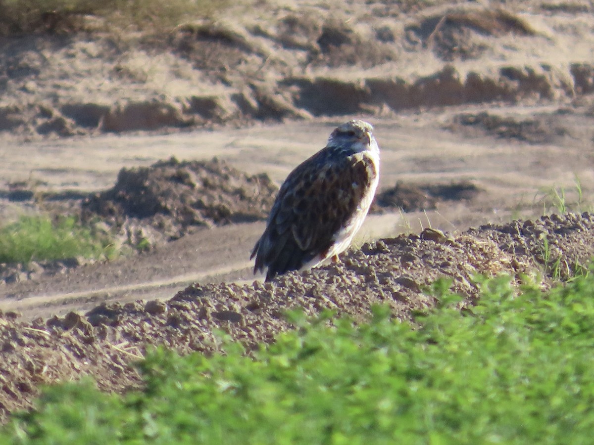 Ferruginous Hawk - ML611999226